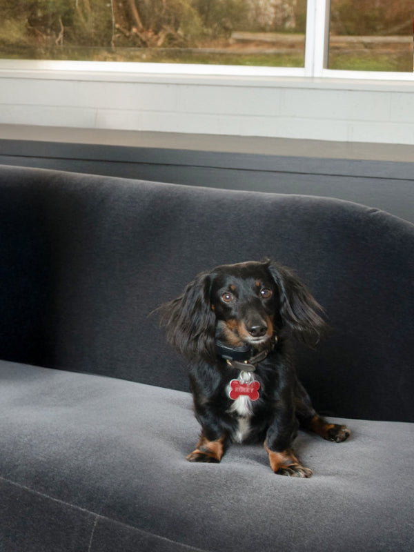 Small black dog with a red tag sitting on a gray couch.